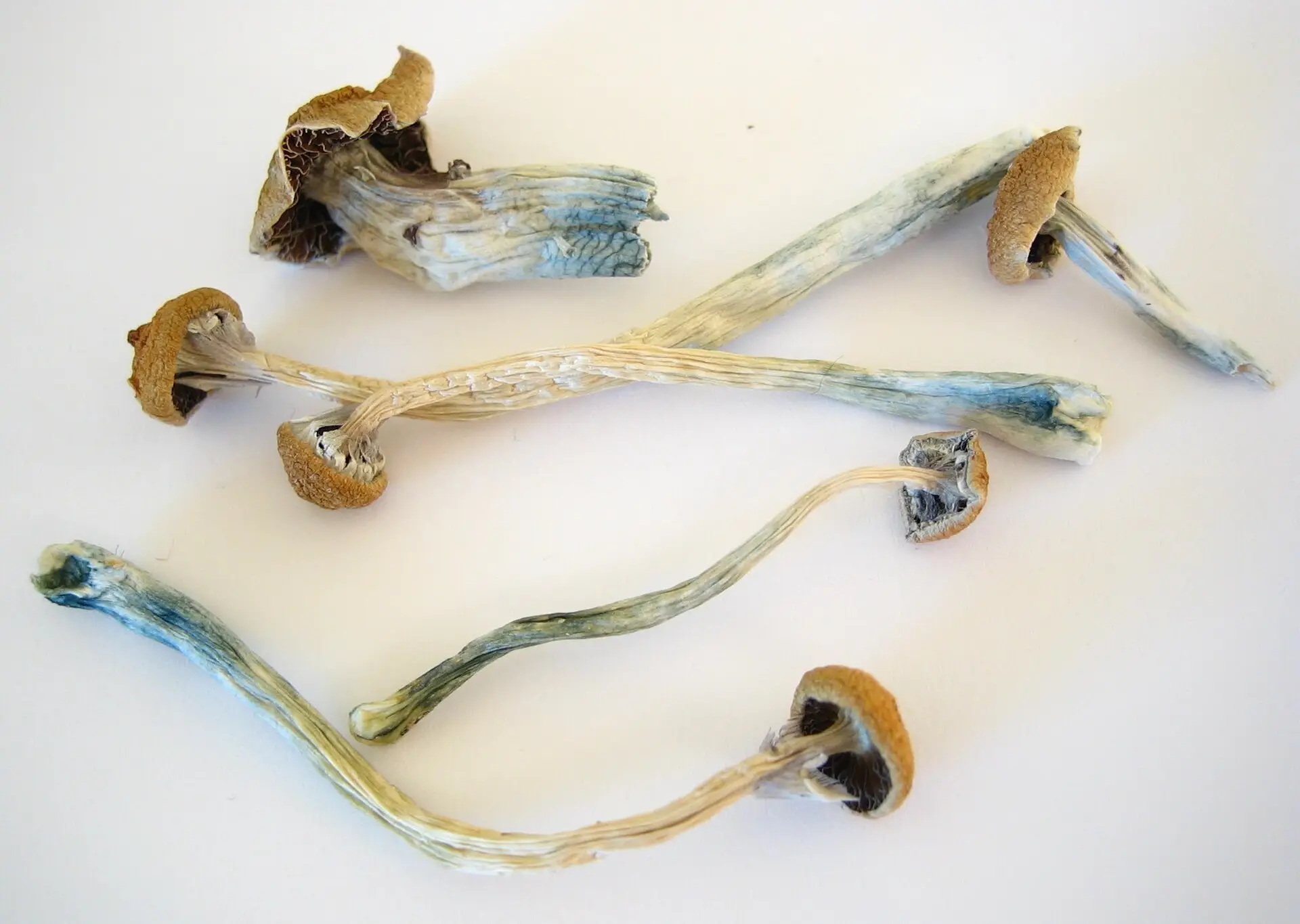 Dried Psilocybe cubensis mushrooms